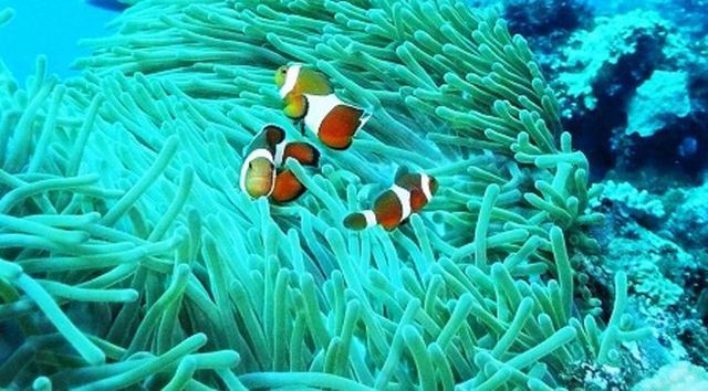 サンゴ と サンゴ礁 の違い 珊瑚礁とサトウキビの島 喜界島 の魅力と特産品