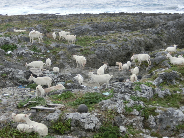 喜界島のヤギは 高級食肉 珊瑚礁とサトウキビの島 喜界島 の魅力と特産品